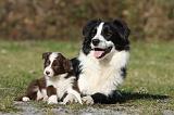 BORDER COLLIE 785
